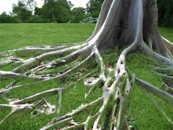 Root Pruning